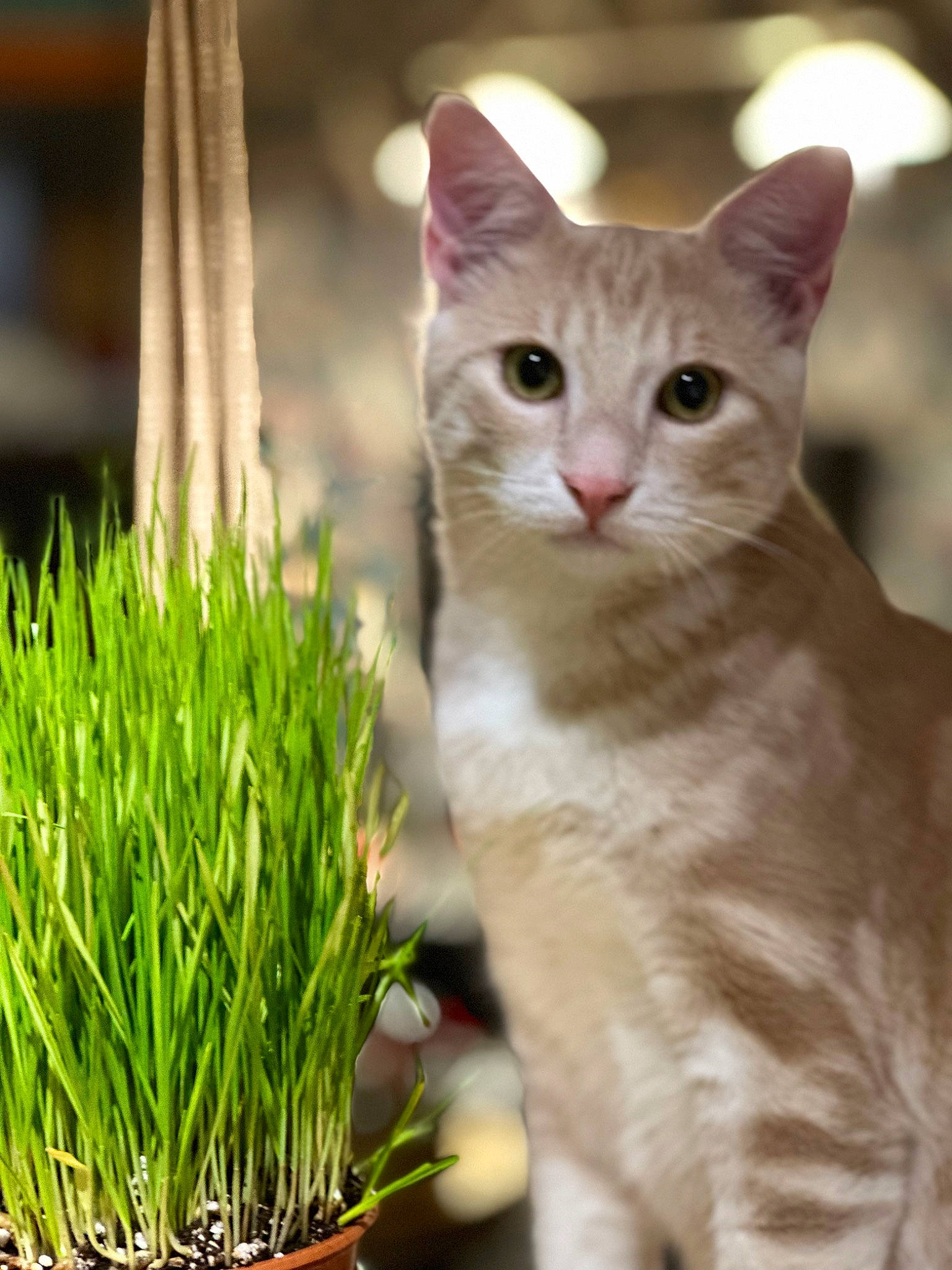Tigrou