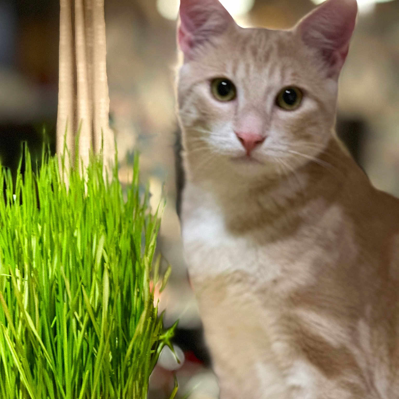 Tigrou