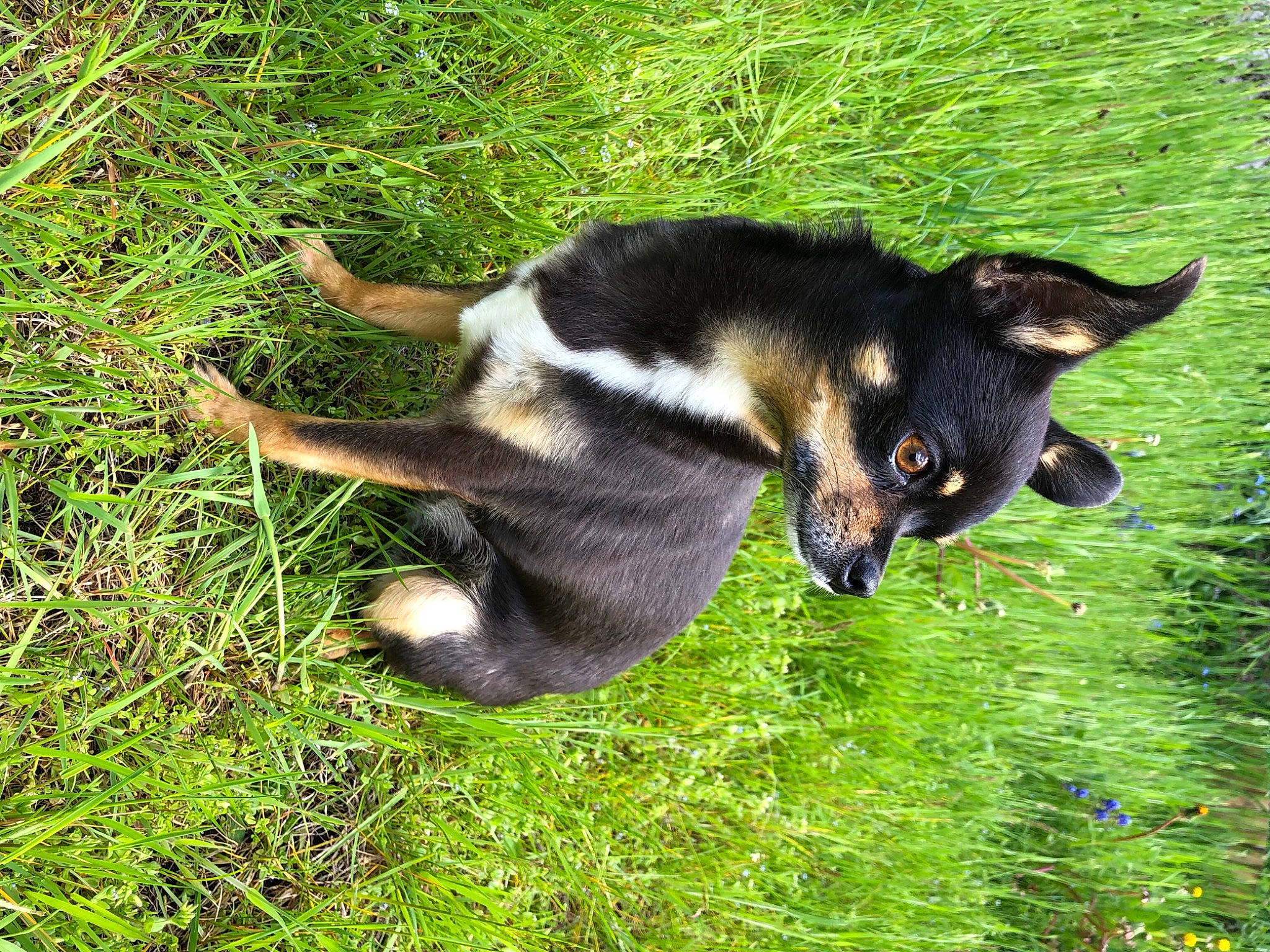 Tina participe au concours pour gagner de l'argent avec cette photo : canidae, carnivore, companion_dog, dog, dog_breed, felidae, fur, grass, groundcover, herbaceous_plant, herding_dog, plant, small_to_medium_sized_cats, snout, sporting_group, tail, terrestrial_animal, whiskers, working_animal, working_dog