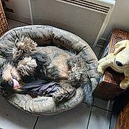 Hatchi participe au concours pour gagner de l'argent avec cette photo : animal, cozy, curtain, cute, dog, furry, heater, home, indoor, pet_bed, playful, plush_toy, relaxed, resting, sleeping, tile_floor, tongue_out, upside_down, wooden_box, woven_basket