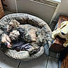 dog, pet_bed, plush_toy, upside_down, tongue_out, tile_floor, woven_basket, wooden_box, heater, curtain, indoor, relaxed, furry, cozy, sleeping, animal, resting, cute, playful, home