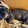 dog, blur, blanket, brown, pet, indoor, fur, lying_down, cozy, texture, home, animal, resting, cushion, furniture, canine, motion_blur, domestic, sleeping_area, comfort