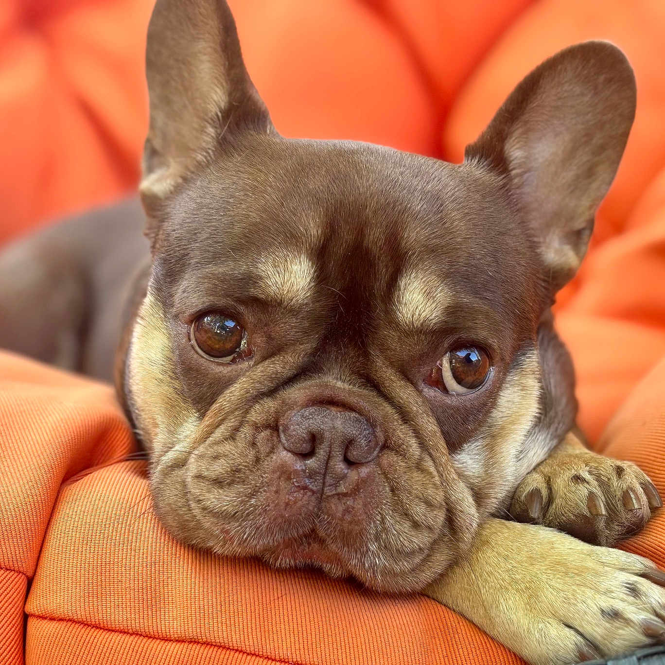 Ori is registered to the contest to win money with this photo: dog, french_bulldog, pet, animal, portrait, close_up, lying_down, resting, paws, ears, wrinkles, brown_fur, short_hair, sad_expression, soulful_eyes, orange_cushion, indoor, couch, cozy, photography