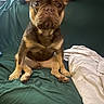 Ori joined the competition — help win amazing prizes! dog, french_bulldog, pet, animal, brown_fur, sitting, bed, blanket, bedding, indoor, portrait, close_up, ears, wrinkles, muzzle, paws, green_bedding, white_blanket, home, funny