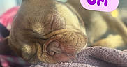 Ori is registered to the contest to win money with this photo: dog, puppy, brown_dog, sleeping, sleepy, muzzle, nose, wrinkles, close_up, portrait, pet, cozy, blanket, indoors, soft_focus, relaxed, curled_up, cute, name_label, text_overlay