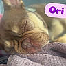 dog, puppy, brown_dog, sleeping, sleepy, muzzle, nose, wrinkles, close_up, portrait, pet, cozy, blanket, indoors, soft_focus, relaxed, curled_up, cute, name_label, text_overlay