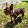 Ori is registered to the contest to win money with this photo: dog, french_bulldog, pet, animal, brown_fur, standing, outdoors, grass, park, gravel, sunlight, collar, pink_collar, tongue_out, pointed_ears, short_snout, wrinkled_face, canine, companion, portrait