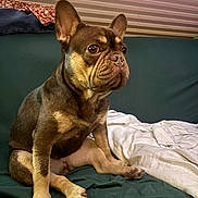 Ori is registered to the contest to win money with this photo: dog, french_bulldog, pet, animal, sitting, couch, sofa, blanket, indoor, portrait, brown_fur, wrinkles, ears, muzzle, eyes, cute, cozy, home, upholstery, photography