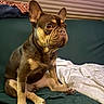 dog, french_bulldog, pet, animal, sitting, couch, sofa, blanket, indoor, portrait, brown_fur, wrinkles, ears, muzzle, eyes, cute, cozy, home, upholstery, photography