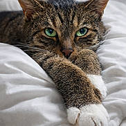 Oatey joined the competition — help win amazing prizes! animal, cat, close_up, cozy, cute, cute_pet, domestic_cat, feline, fur, green_eyes, indoor, paws, pet, relaxed, resting, sleepy, soft_texture, tabby_cat, whiskers, white_blanket