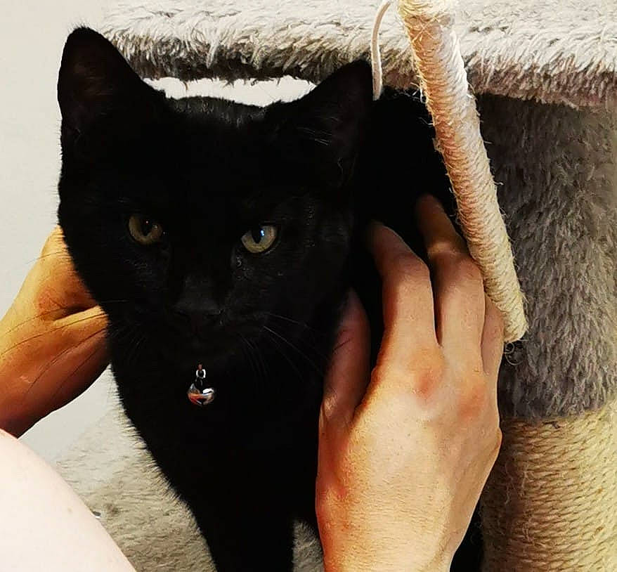 Cuty Taylor-hawkins joined the competition — help win amazing prizes! black_cat, bombay, carnivore, cat, domestic_short_haired_cat, felidae, finger, fur, gesture, hand, mammal, nail, small_to_medium_sized_cats, snout, thumb, vertebrate, whiskers, wood