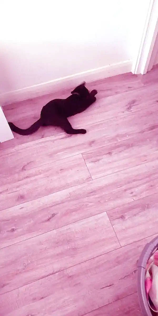 Cuty Taylor-hawkins is registered to the contest to win money with this photo: carnivore, cat, electric_blue, felidae, floor, flooring, hardwood, laminate_flooring, magenta, pink, purple, room, shadow, small_to_medium_sized_cats, tail, tints_and_shades, whiskers, wood, wood_flooring, wood_stain