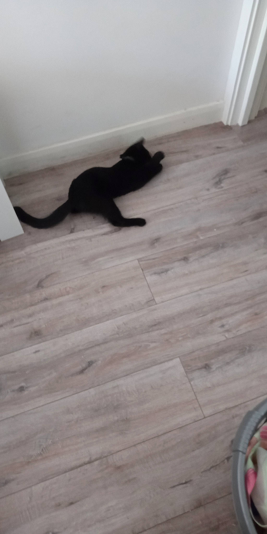 Cuty Taylor-hawkins joined the competition — help win amazing prizes! carnivore, cat, comfort, dog_breed, domestic_short_haired_cat, felidae, floor, flooring, grey, hardwood, laminate_flooring, plank, plywood, small_to_medium_sized_cats, tail, tire, whiskers, wood, wood_flooring, wood_stain