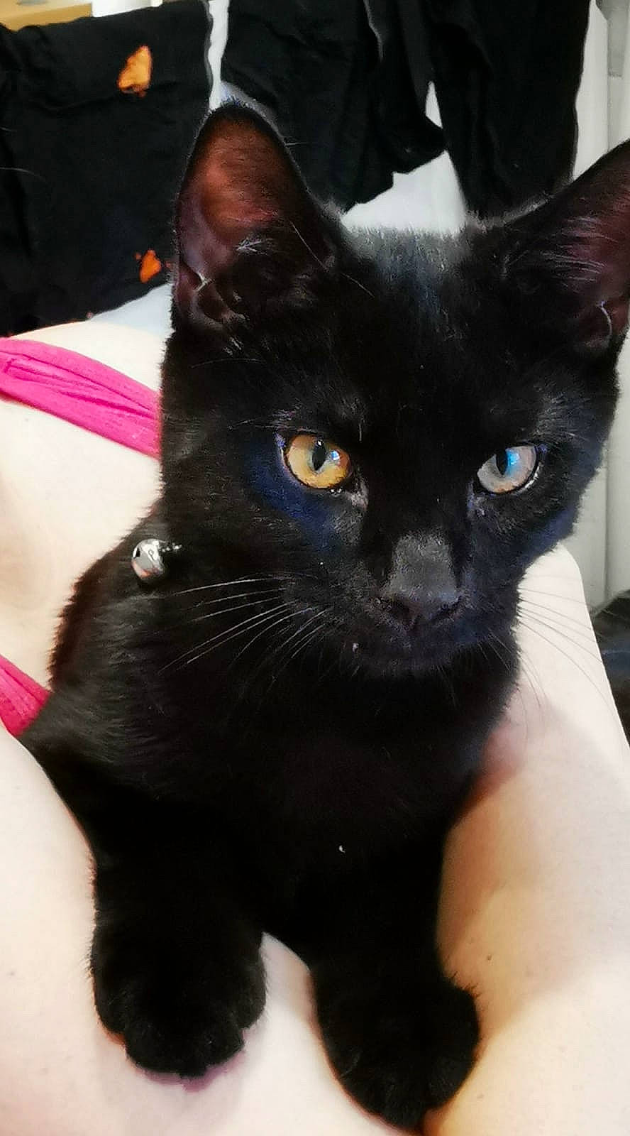 Cuty Taylor-hawkins is registered to the contest to win money with this photo: bombay, carnivore, cat, domestic_short_haired_cat, felidae, fur, iris, small_to_medium_sized_cats, snout, whiskers