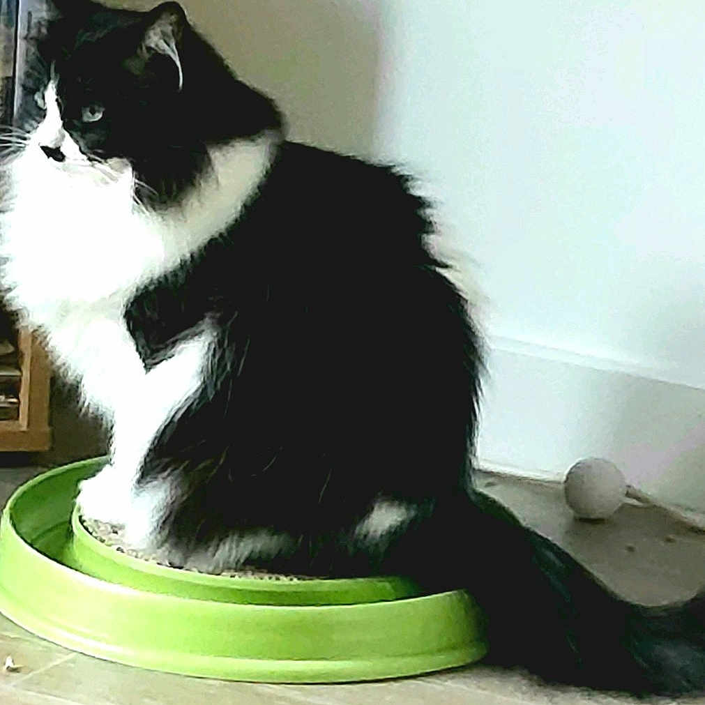 Bella joined the competition — help win amazing prizes! animal, black_and_white, bookshelf, cat, curious, cute, domestic, feline, fluffy, furry, green_toy, household, indoor, long_tail, pet, quiet, relaxed, side_view, sitting, wooden_floor