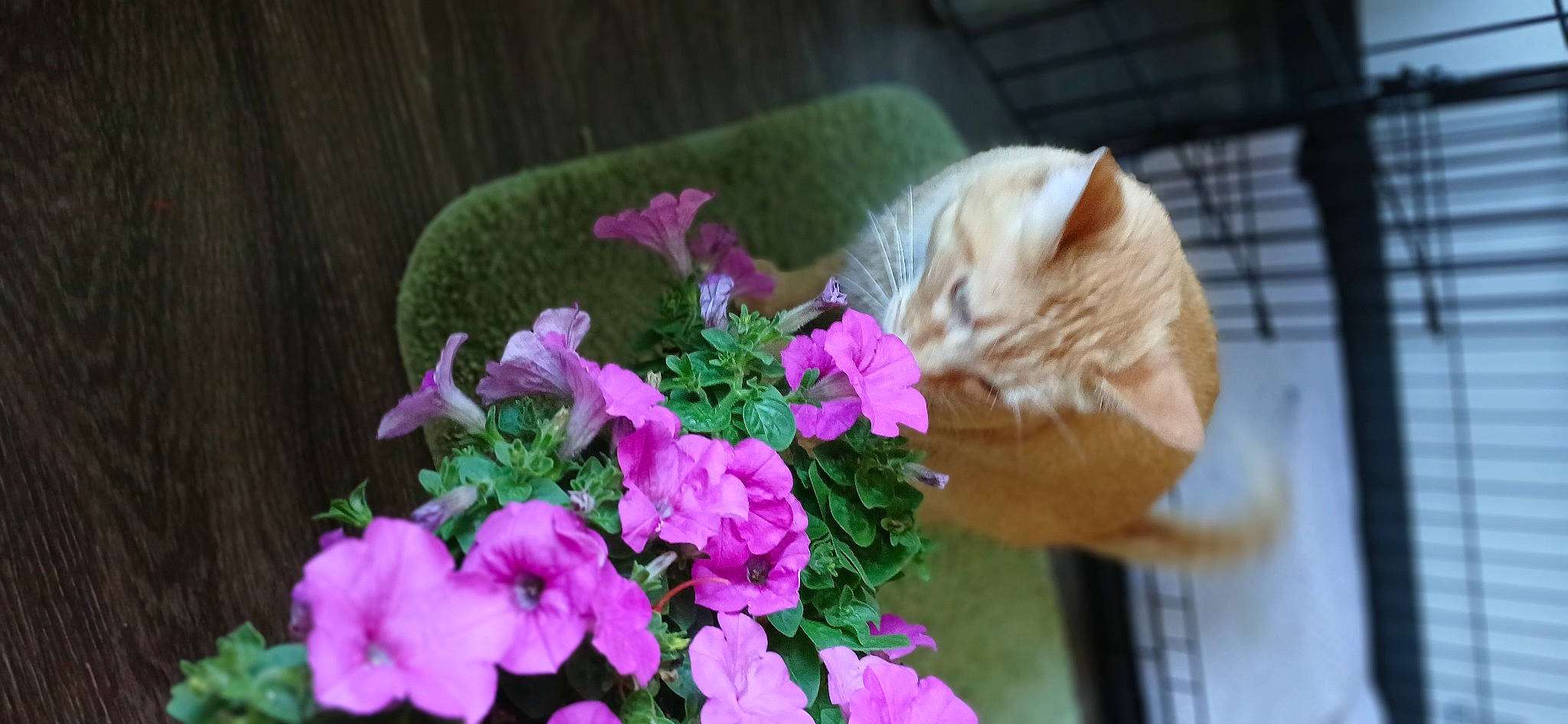 Garfield is registered to the contest to win money with this photo: annual_plant, carnivore, cat, cut_flowers, domestic_short_haired_cat, felidae, floristry, flower, flower_arranging, flowering_plant, grass, groundcover, magenta, petal, pink, plant, shrub, small_to_medium_sized_cats, terrestrial_plant, whiskers