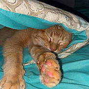 Garfield is registered to the contest to win money with this photo: cat, sleeping, paw, orange_tabby, blanket, cozy, indoor, pet, cute, fur, pink_pads, resting, closeup, animal, domestic_cat, soft, relaxed, bed, comfort, nap