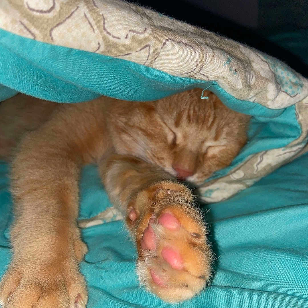 Garfield