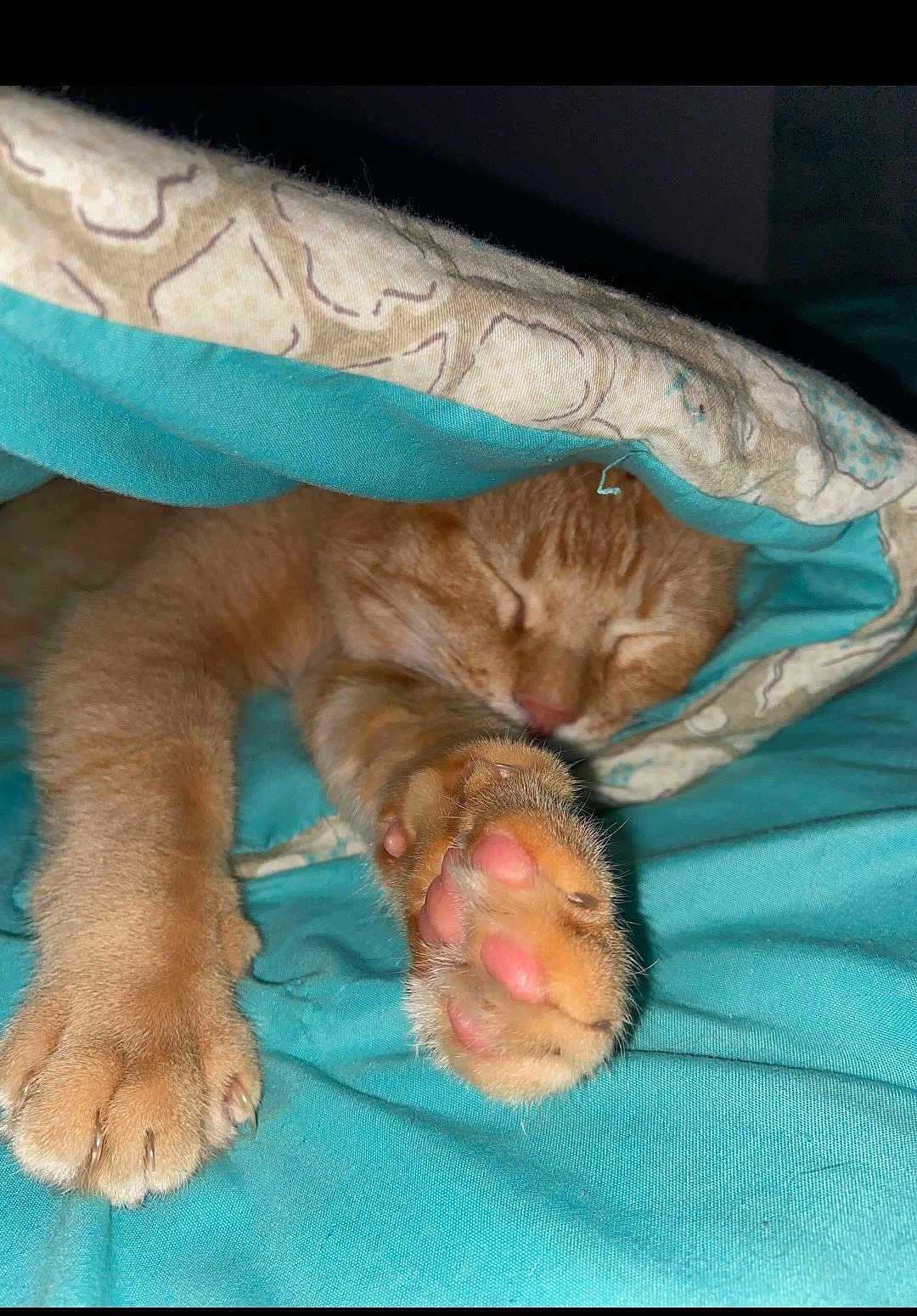 Garfield