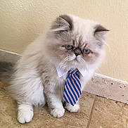 Tommy joined the competition — help win amazing prizes! cat, fluffy, tie, collar, pet, indoor, floor, tile, blue, white, striped, cute, animal, feline, sitting, expression, business, costume, domestic, portrait