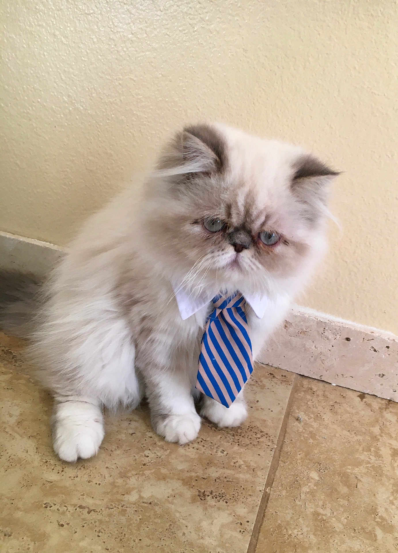 Tommy joined the competition — help win amazing prizes! cat, fluffy, tie, collar, pet, indoor, floor, tile, blue, white, striped, cute, animal, feline, sitting, expression, business, costume, domestic, portrait