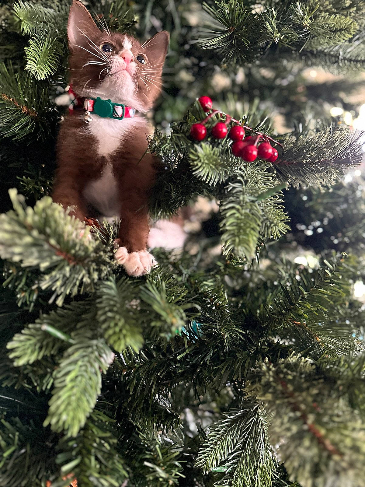 Twix is registered to the contest to win money with this photo: branch, cat, christmas, christmas_decoration, christmas_eve, christmas_ornament, christmas_tree, conifer, event, evergreen, felidae, holiday, holiday_ornament, larch, ornament, shortstraw_pine, tail, toy, twig, whiskers