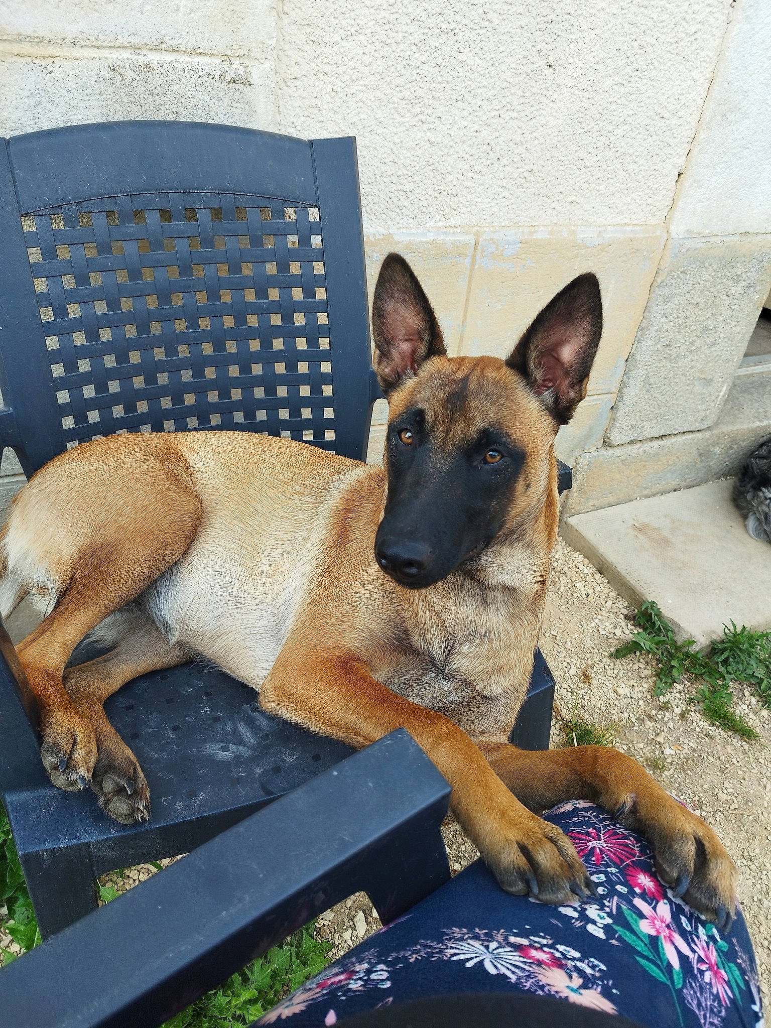 Tesla participe au concours pour gagner de l'argent avec cette photo : belgian_shepherd_malinois, canidae, carnivore, collar, companion_dog, dog, dog_breed, dog_supply, fawn, german_shepherd_dog, herding_dog, pet_supply, snout, sporting_group, terrestrial_animal, working_animal, working_dog
