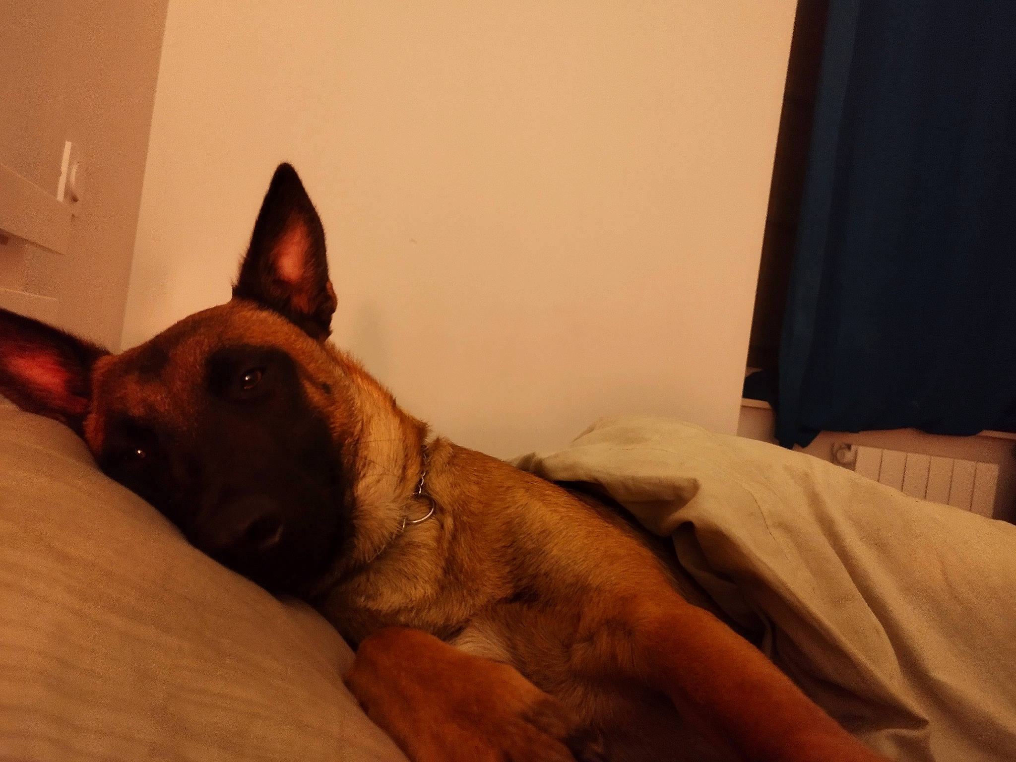 Tesla participe au concours pour gagner de l'argent avec cette photo : canidae, carnivore, comfort, companion_dog, curtain, dog, dog_breed, fawn, felidae, fur, hardwood, jaw, linens, snout, sporting_group, terrestrial_animal, whiskers, wood, working_animal, wrinkle