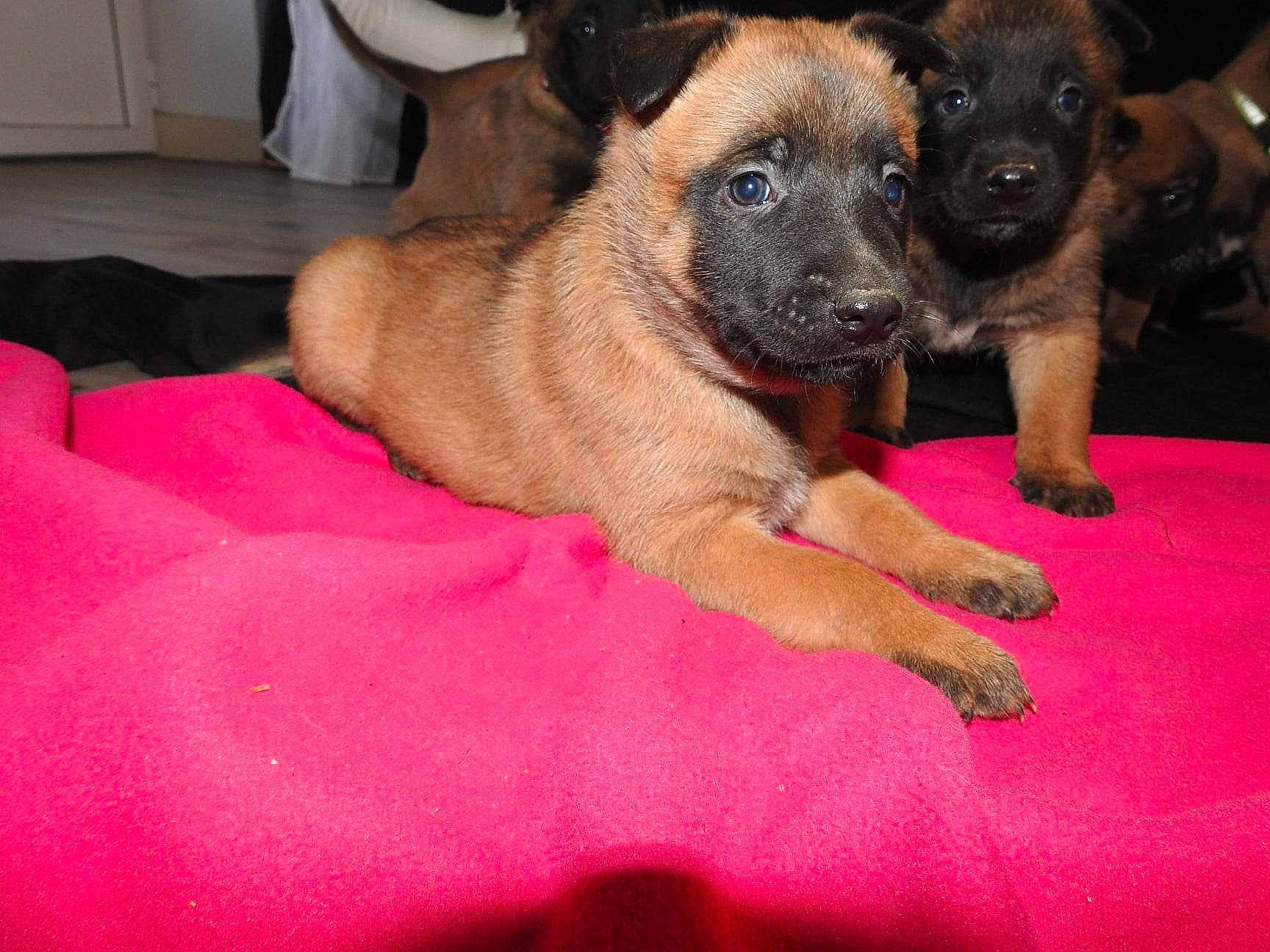 Tesla a rejoint le concours — aidez-le/la à gagner de superbes lots ! canidae, carnivore, comfort, companion_dog, dog, dog_breed, fawn, flooring, fur, guard_dog, paw, puppy, snout, sporting_group, whiskers, working_animal, working_dog