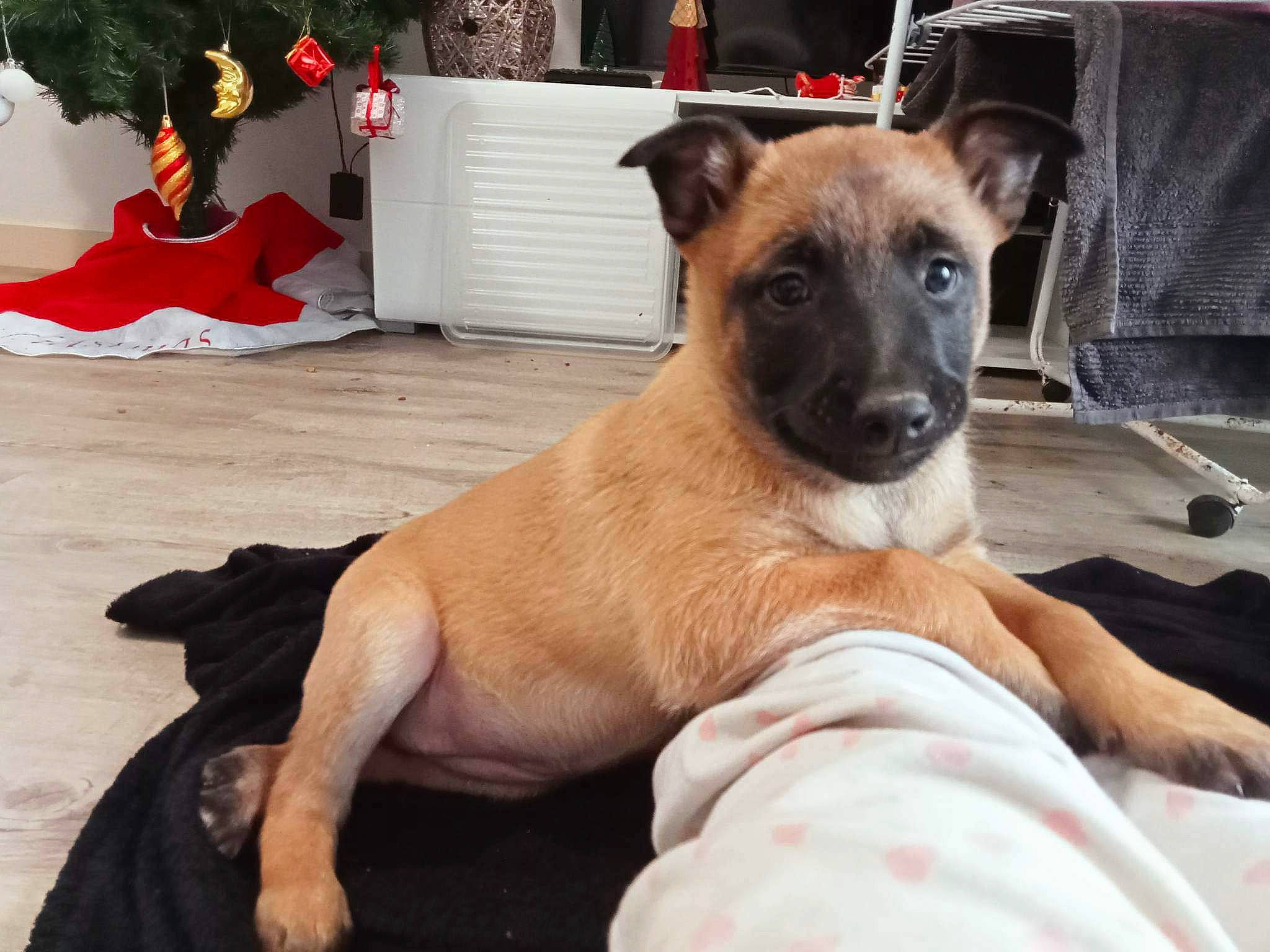 Tesla participe au concours pour gagner de l'argent avec cette photo : canidae, carnivore, collar, comfort, companion_dog, dog, dog_breed, dog_collar, dog_supply, event, fawn, fur, houseplant, pet_supply, plant, snout, sporting_group, terrestrial_animal, whiskers, working_dog