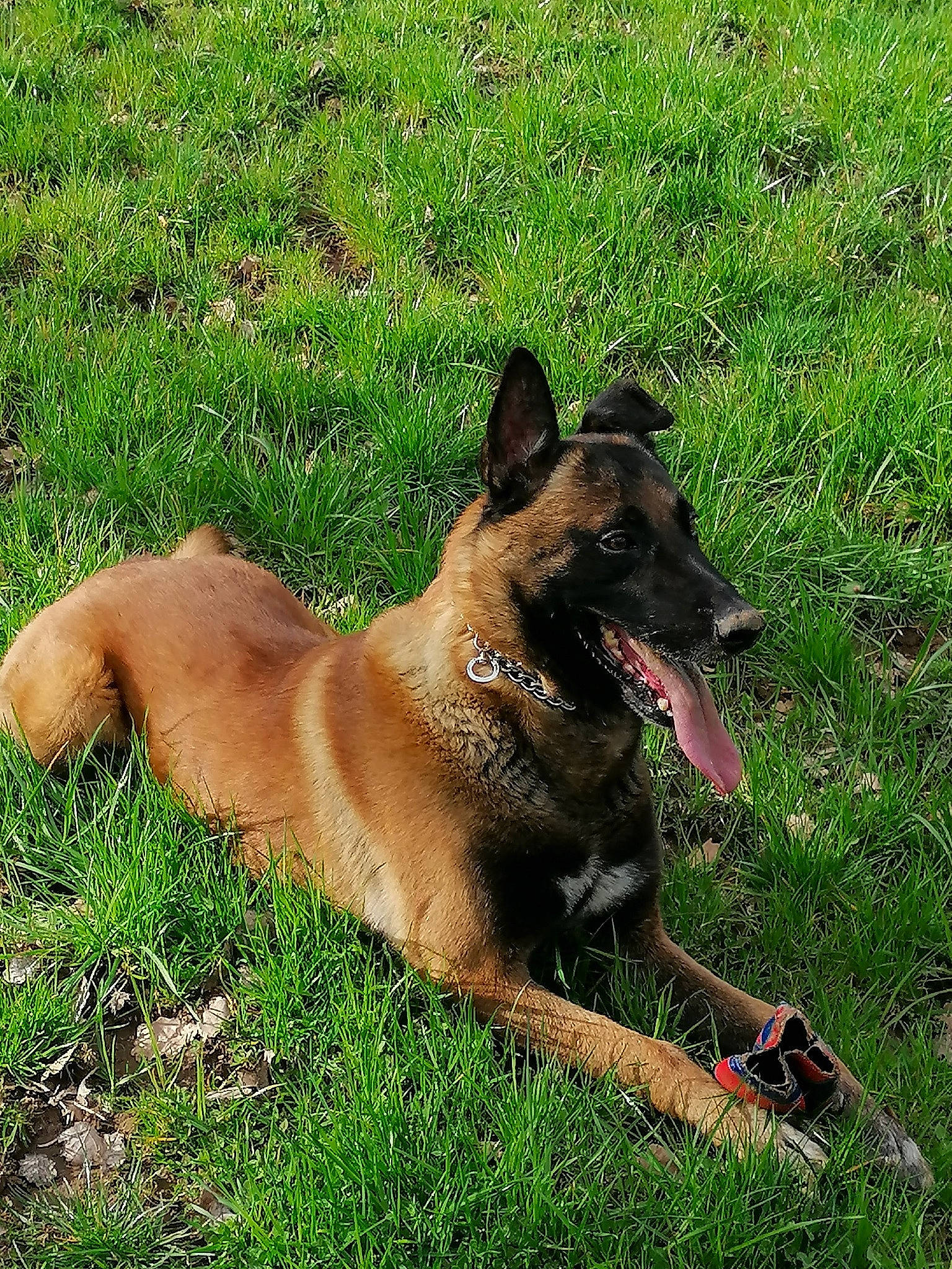 Iroshima participe au concours pour gagner de l'argent avec cette photo : canidae, carnivore, collar, companion_dog, dog, dog_breed, dog_supply, fawn, grass, herding_dog, snout, sporting_group, terrestrial_animal, working_animal, working_dog