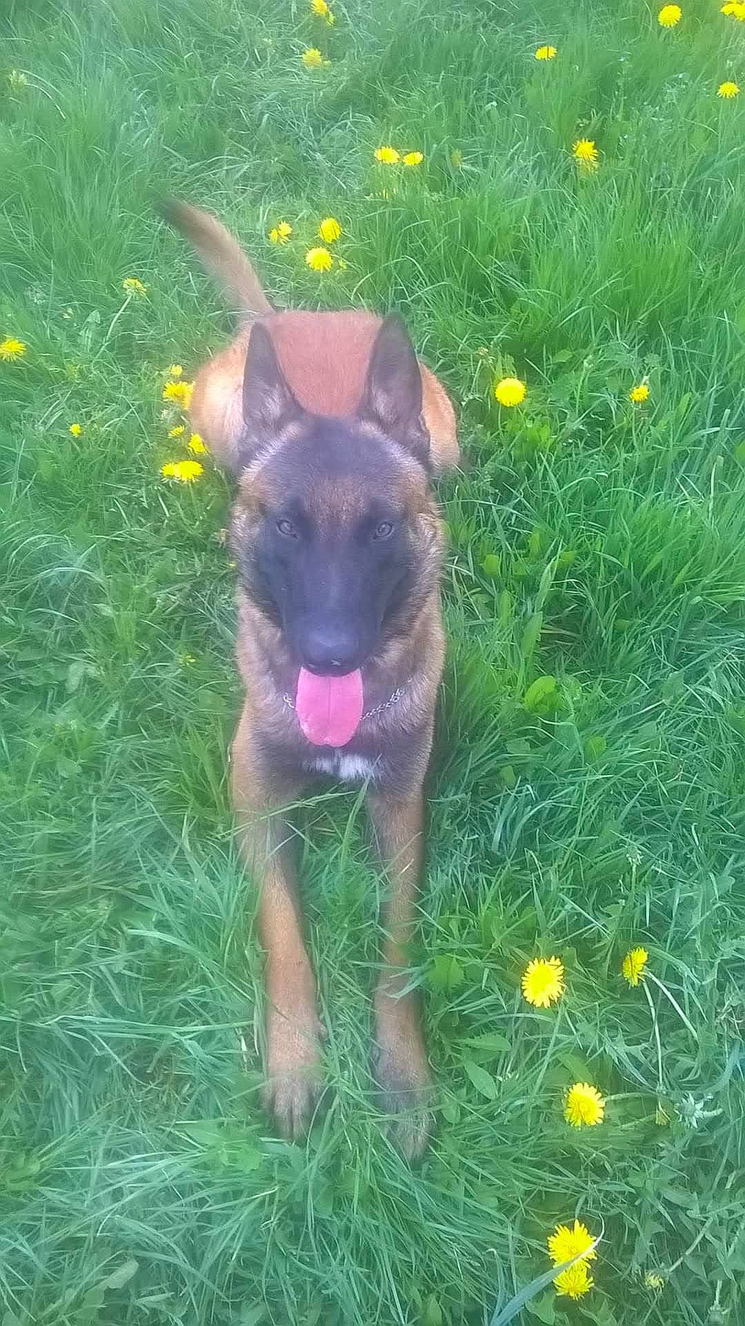 Iroshima a rejoint le concours — aidez-le/la à gagner de superbes lots ! canidae, carnivore, companion_dog, dog, dog_breed, fawn, flower, german_shepherd_dog, grass, grassland, groundcover, herbaceous_plant, liver, plant, prairie, snout, sporting_group, tail, terrestrial_animal, working_animal