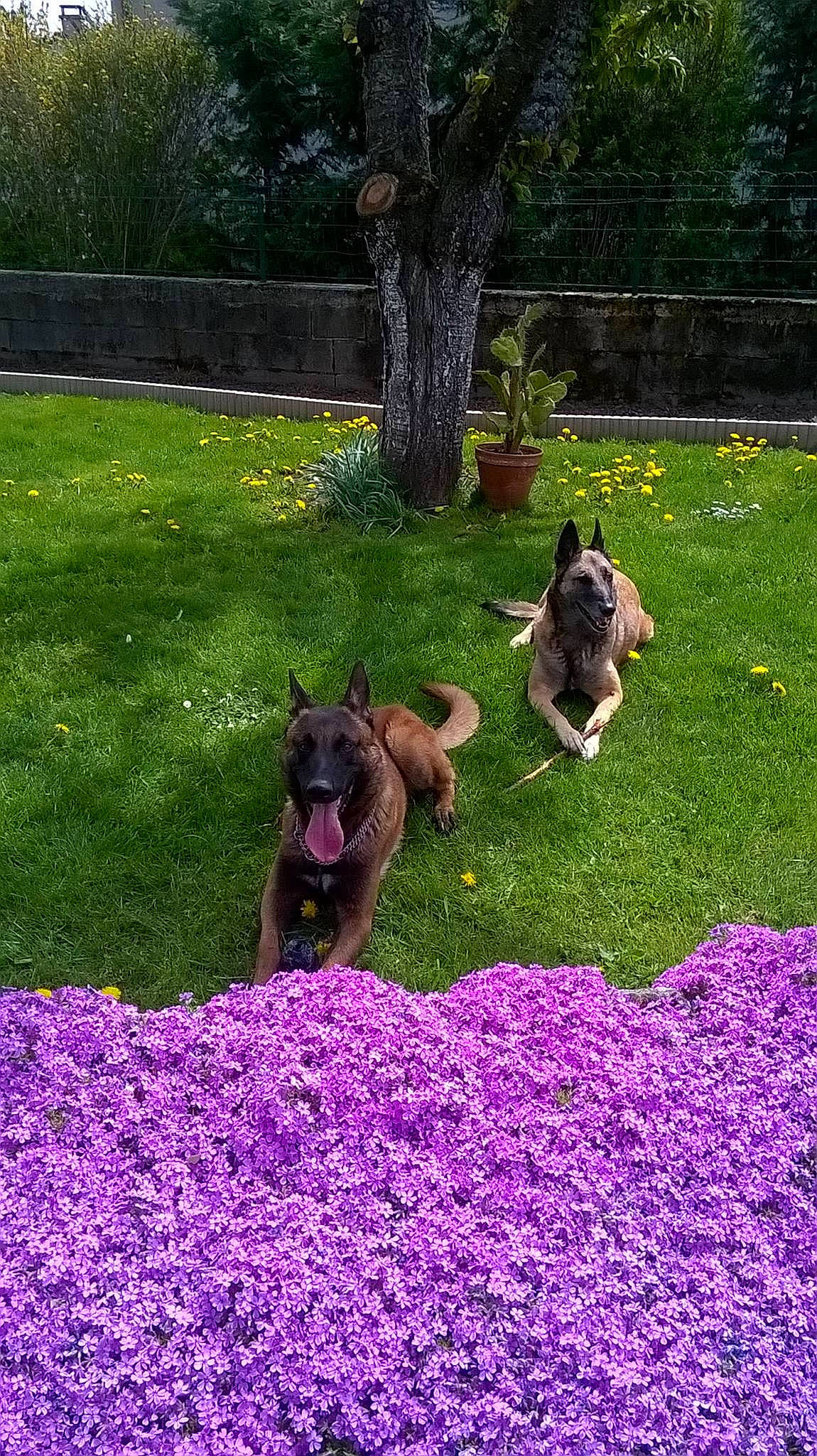 Iroshima participe au concours pour gagner de l'argent avec cette photo : annual_plant, botany, carnivore, companion_dog, dog, dog_breed, fawn, flower, flowering_plant, garden, grass, grassland, groundcover, lawn, meadow, petal, plant, purple, shrub, tree