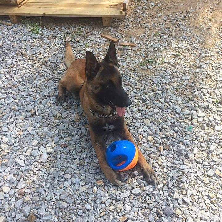 Iroshima participe au concours pour gagner de l'argent avec cette photo : asphalt, carnivore, collar, companion_dog, cone, dog, dog_breed, dog_collar, dog_supply, east_european_shepherd, electric_blue, fawn, foot, leash, liver, plant, road_surface, soil, tail, working_animal