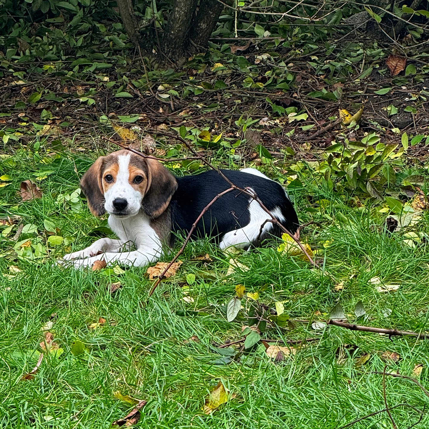 Choupi a rejoint le concours — aidez-le/la à gagner de superbes lots ! animal, beagle, canine, dog, grass, green, grove, herbal, hound, land, leaf, nature, outdoors, pet, plant, puppy, tree, vegetation, woodland, yard