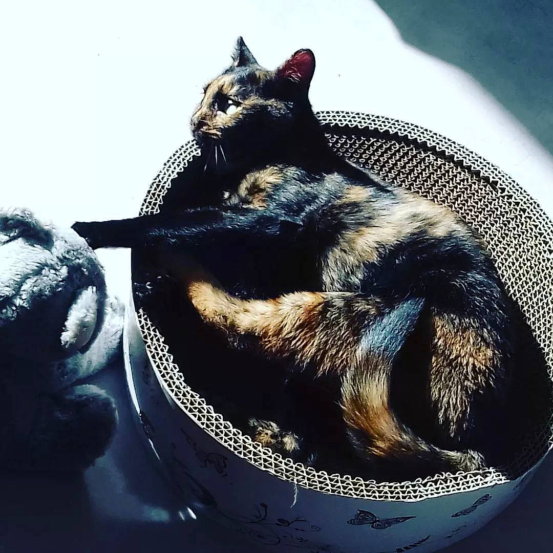 Suki participe au concours pour gagner de l'argent avec cette photo : art, black_cat, bombay, carnivore, cat, claw, domestic_short_haired_cat, felidae, foot, fur, illustration, organism, paw, sitting, small_to_medium_sized_cats, snout, still_life_photography, tail, terrestrial_animal, whiskers