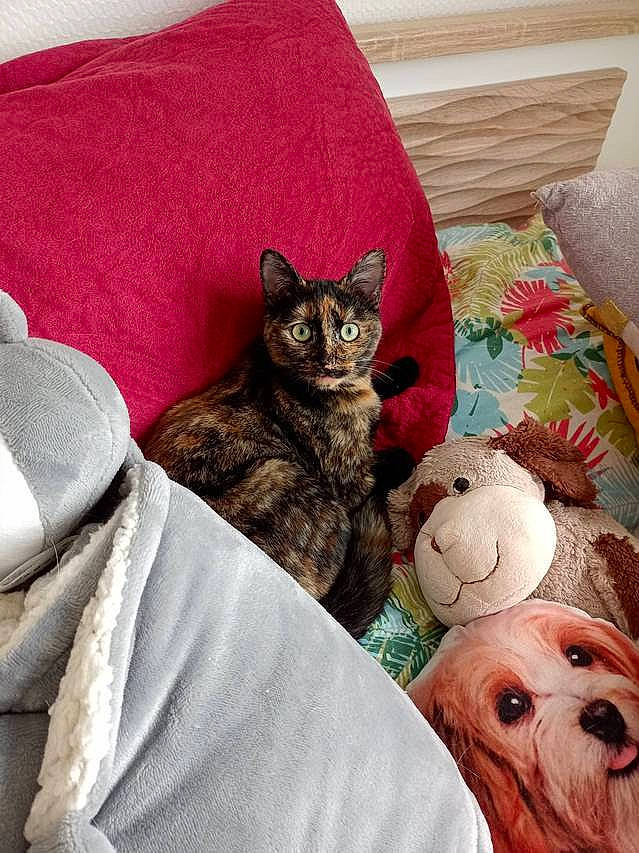 Suki a rejoint le concours — aidez-le/la à gagner de superbes lots ! bedding, carnivore, cat, cat_supply, comfort, couch, dog, fawn, felidae, furniture, grey, linens, mammal, pillow, small_to_medium_sized_cats, textile, throw_pillow, toy, vertebrate, whiskers