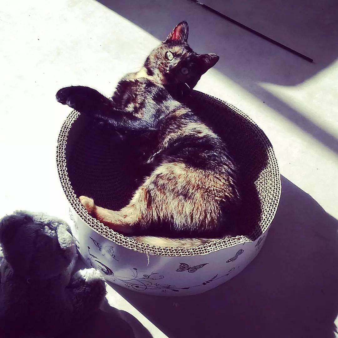 Suki participe au concours pour gagner de l'argent avec cette photo : beard, black_cat, carnivore, cat, comfort, dog_breed, domestic_short_haired_cat, ear, eye, felidae, fur, gesture, happy, human_body, lap, paw, small_to_medium_sized_cats, snout, tail, whiskers