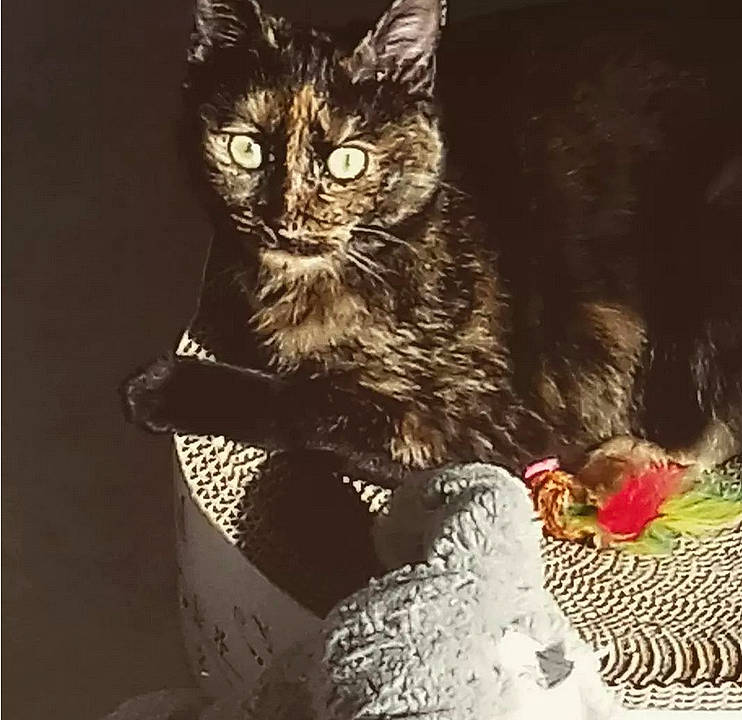 Suki a rejoint le concours — aidez-le/la à gagner de superbes lots ! basket, carnivore, cat, claw, darkness, domestic_short_haired_cat, event, felidae, fur, holiday, monochrome, monochrome_photography, paw, small_to_medium_sized_cats, snout, square, still_life_photography, tail, visual_arts, whiskers