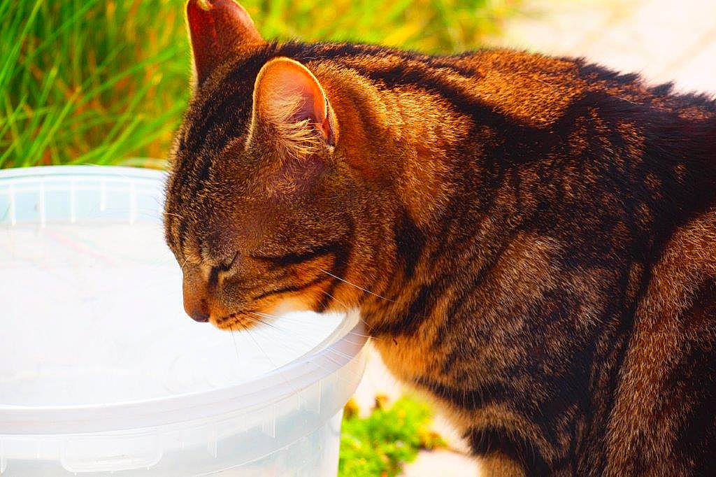 Cachou a rejoint le concours — aidez-le/la à gagner de superbes lots ! asian, carnivore, cat, close_up, domestic_short_haired_cat, dragon_li, european_shorthair, eye, felidae, fur, german_rex, grass, mammal, organism, plant, small_to_medium_sized_cats, snout, sunlight, tabby_cat, whiskers