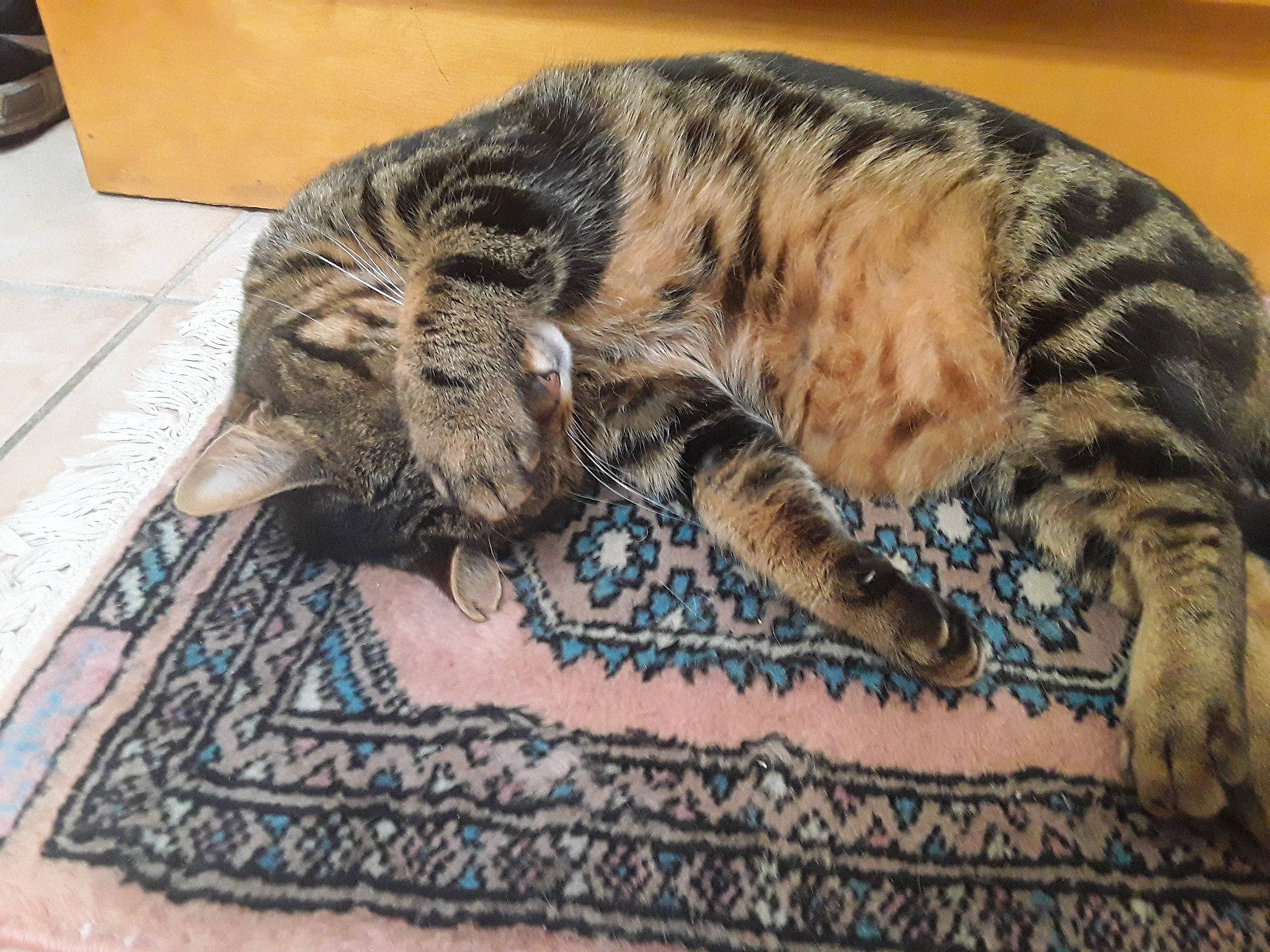 Cachou a rejoint le concours — aidez-le/la à gagner de superbes lots ! carnivore, cat, comfort, domestic_short_haired_cat, eye, fawn, felidae, flooring, fur, hardwood, linens, pattern, prayer_rug, rug, small_to_medium_sized_cats, snout, tail, terrestrial_animal, whiskers, wood