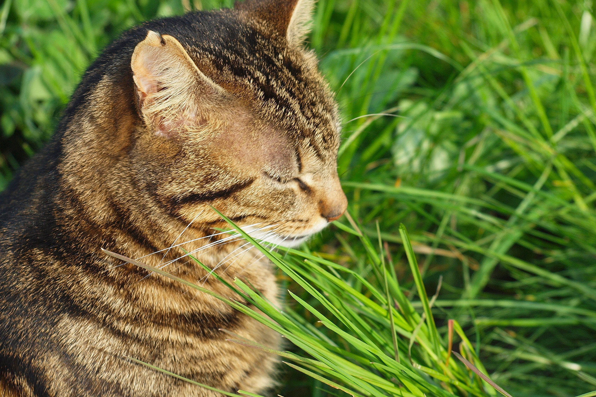 Cachou a rejoint le concours — aidez-le/la à gagner de superbes lots ! carnivore, cat, close_up, domestic_short_haired_cat, dragon_li, european_shorthair, felidae, fur, grass, grass_family, mammal, ocicat, plant, small_to_medium_sized_cats, snout, tabby_cat, terrestrial_animal, whiskers, wild_cat, wildlife