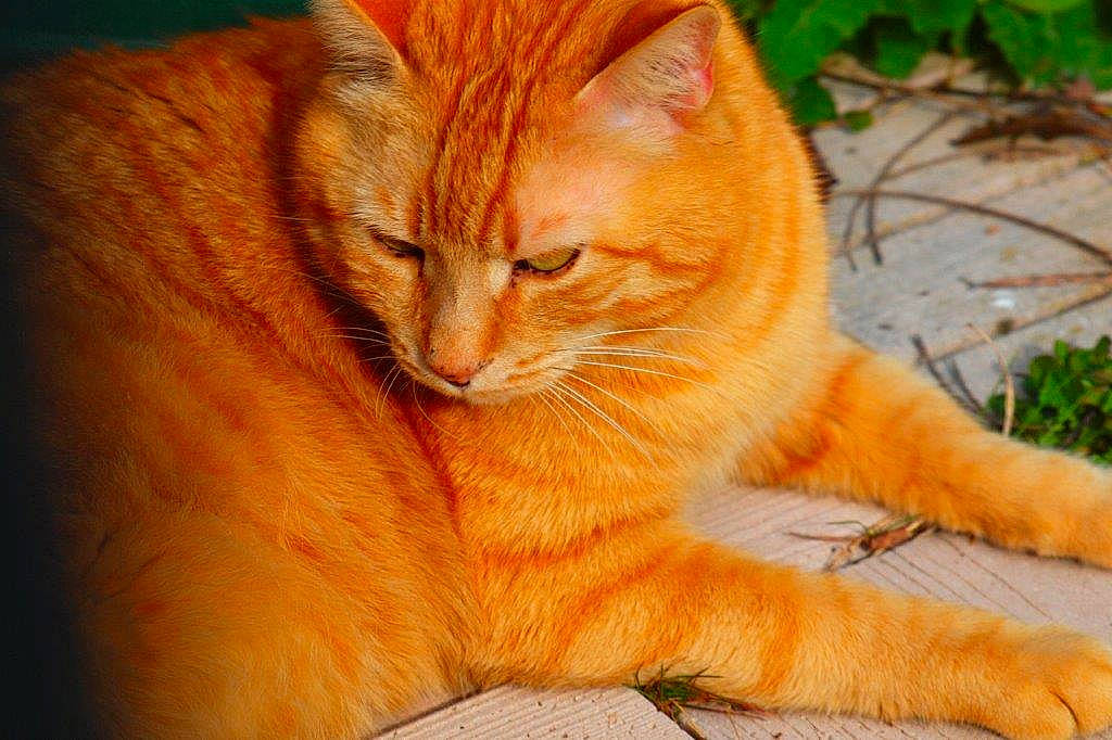 Jules participe au concours pour gagner de l'argent avec cette photo : arabian_mau, asian, carnivore, cat, claw, domestic_short_haired_cat, european_shorthair, eye, fawn, felidae, fur, kitten, kurilian_bobtail, mammal, plant, small_to_medium_sized_cats, tabby_cat, tail, whiskers