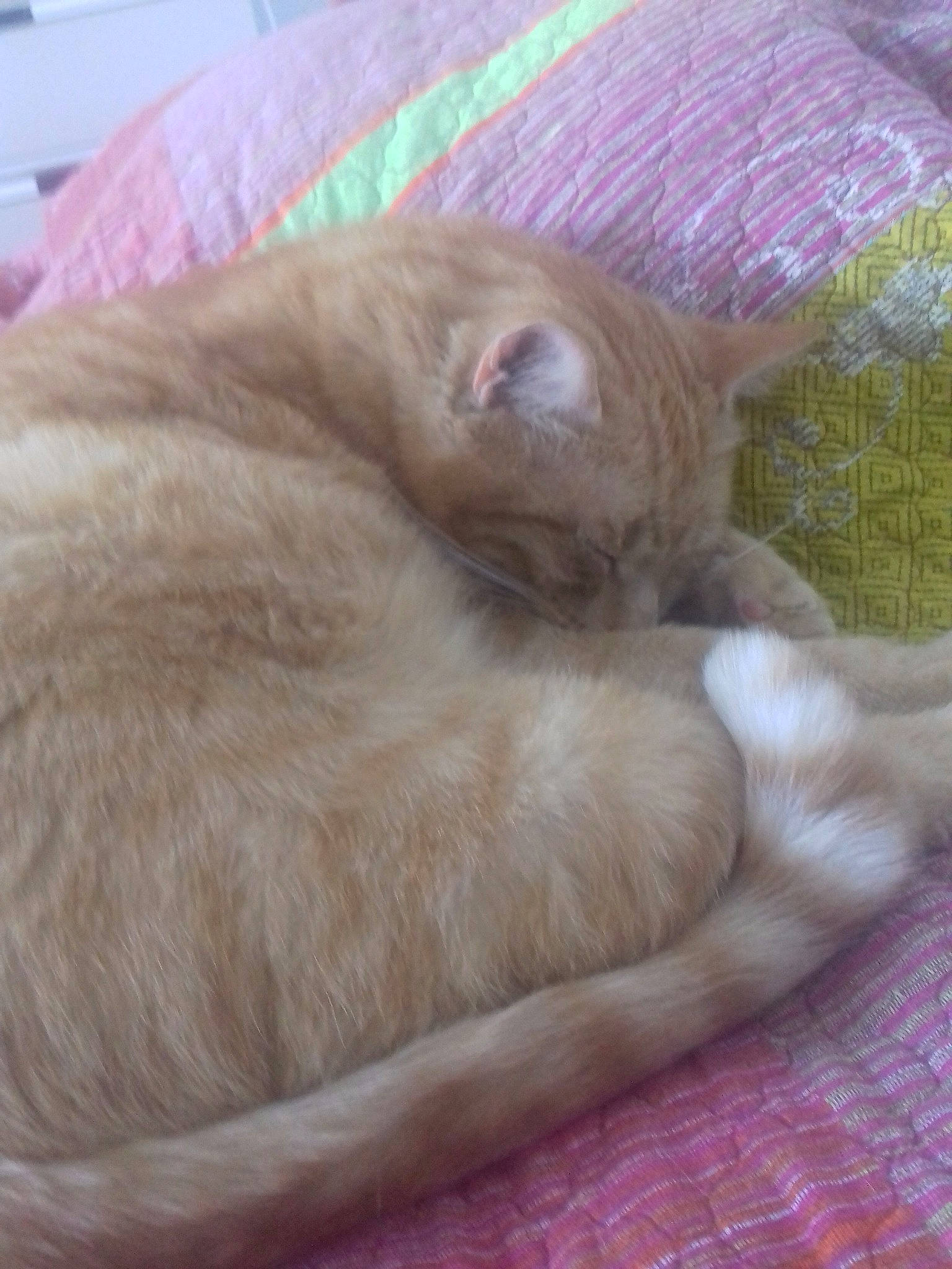 Jules a rejoint le concours — aidez-le/la à gagner de superbes lots ! carnivore, cat, fawn, felidae, fur, kitten, nap, small_to_medium_sized_cats, tail, whiskers