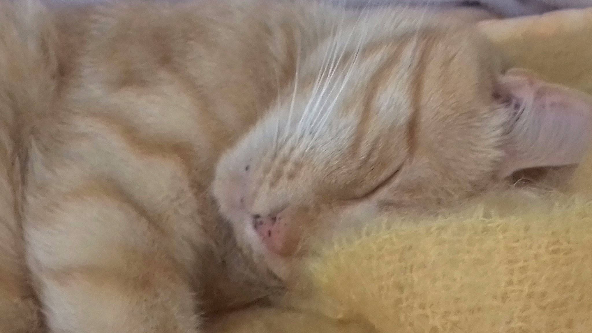 Jules participe au concours pour gagner de l'argent avec cette photo : burmilla, carnivore, cat, close_up, fawn, felidae, fur, kitten, mammal, nap, paw, polydactyl_cat, singapura, small_to_medium_sized_cats, snout, whiskers