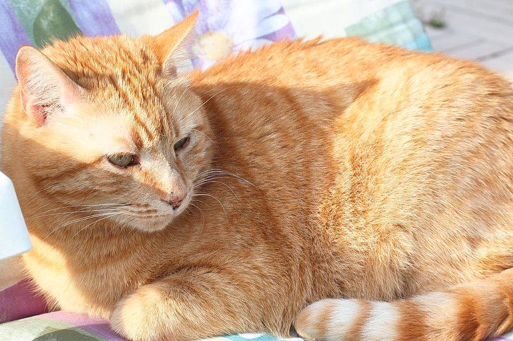 Jules a rejoint le concours — aidez-le/la à gagner de superbes lots ! aegean_cat, american_wirehair, arabian_mau, asian, australian_mist, carnivore, cat, domestic_short_haired_cat, dragon_li, european_shorthair, fawn, felidae, fur, german_rex, kitten, mammal, small_to_medium_sized_cats, tabby_cat, whiskers