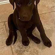 Enzo is registered to the contest to win money with this photo: puppy, dog, brown, tile_floor, indoor, pet, animal, cute, young_dog, sitting, looking_up, ears, nose, paws, floor, domestic_animal, companion, canine, adorable, portrait