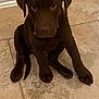 puppy, dog, brown, tile_floor, indoor, pet, animal, cute, young_dog, sitting, looking_up, ears, nose, paws, floor, domestic_animal, companion, canine, adorable, portrait