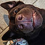Enzo is registered to the contest to win money with this photo: dog, close_up, nose, teeth, crocs, footwear, floor, tile, charm, decorated, pet, animal, cute, funny, brown_dog, lying_down, indoor, paw, snout, playful