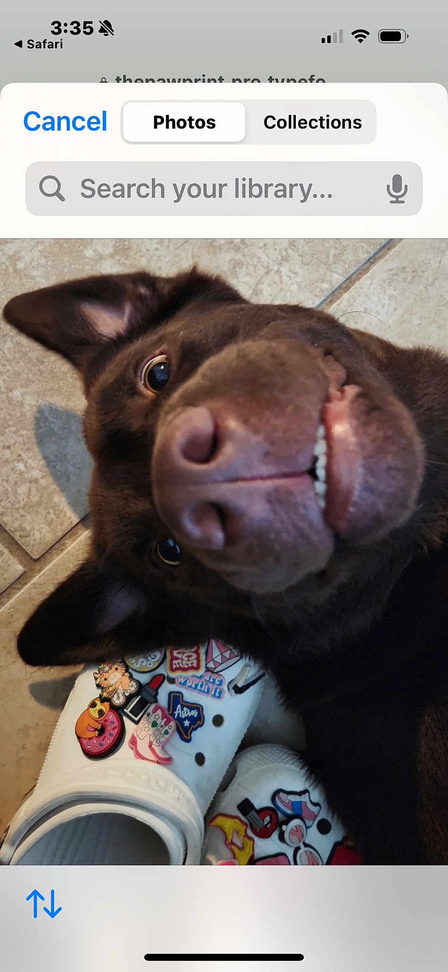 Enzo is registered to the contest to win money with this photo: dog, close_up, nose, teeth, crocs, footwear, floor, tile, charm, decorated, pet, animal, cute, funny, brown_dog, lying_down, indoor, paw, snout, playful